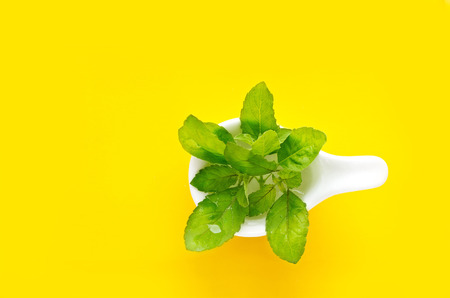 Vibrant green basil on white spoon and yellow colorful backgroundの写真素材