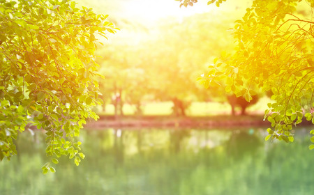 Summer park, Sunshine on the trees and water lake in the park, Vibrant and colorful soft focus and blur conceptの写真素材
