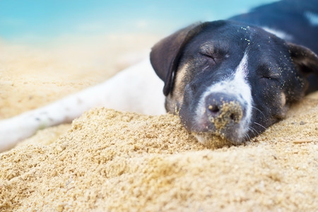 dog relax sleeping on the sand beach summer dayの写真素材