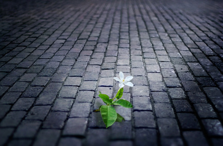 white flower growing on street floor tile old brick at nightの写真素材