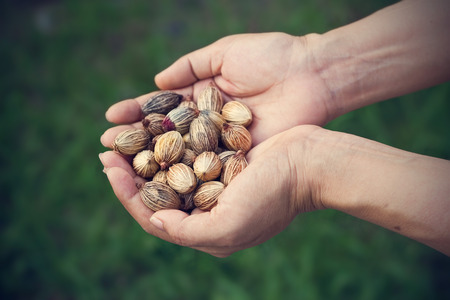 hands with seeds and grains