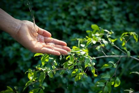 hand watering pouring on green plant in sunshineの写真素材