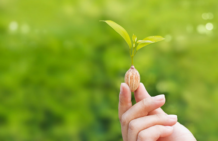 human hands holding plant growing from seed on green nature background, blank textの写真素材