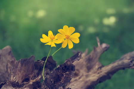 yellow flower growing on timber wooden in nature backgroundの写真素材