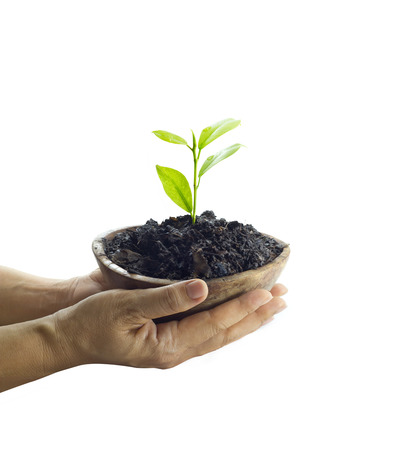 Woman hand protect young tree on soil in wooden bowl on isolated white background ,Ecology conceptの写真素材