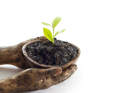 Woman hand protect young tree on soil in wooden bowl on white 
background ,Ecology concept, blank textの写真素材