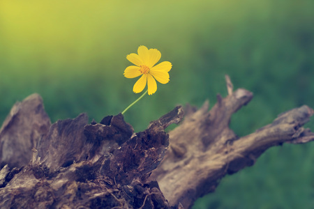 yellow flower growing on timber in nature backgroundの写真素材
