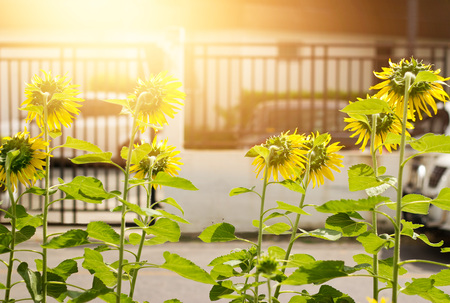 Sunflower garden in the city backgroundの写真素材