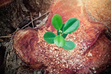 Little tree growing on the cut down of big treeの写真素材