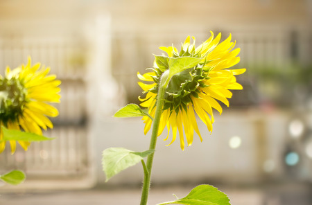 Sunflower garden in the city backgroundの写真素材