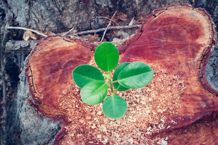 green plant growing on the bole of a tree cut off, top viewの写真素材
