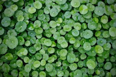 hydrocotyle background, After the rain, Water Pennywort , Centella asiaticaの写真素材