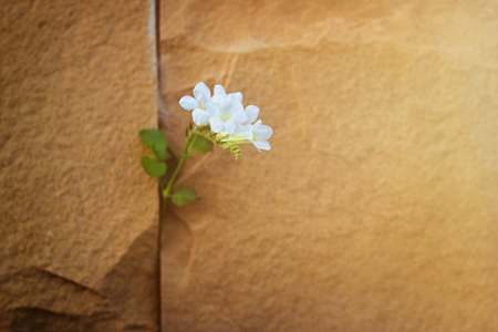 white flower growing on crack stone wall, soft focus, warm color tone, blank text