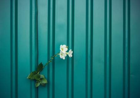 white flower growing on crack metal wall, soft focus, blank textの写真素材