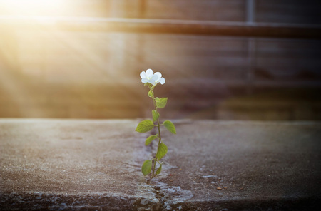 white flower growing on crack street in sunbeam, soft focusの写真素材