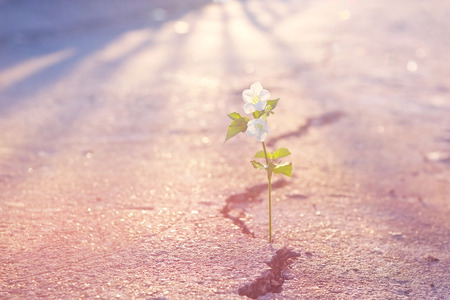 Abstract pastel color tone white flower growing on crack street, Soft focus and Filtered effectの写真素材