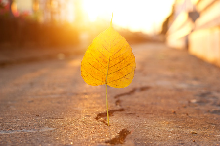 yellow leaf stab down on crack street in the sunset background, soft focus, blank textの写真素材