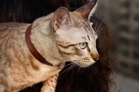 brown asian cat in evening backgroundの写真素材