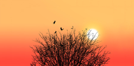 Silhouette of a death tree with crow on sunset backgroundの写真素材