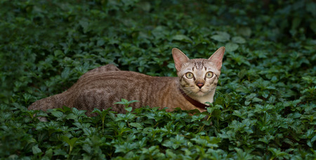 Brown cat, hunter ambush prey in nature backgroundの写真素材