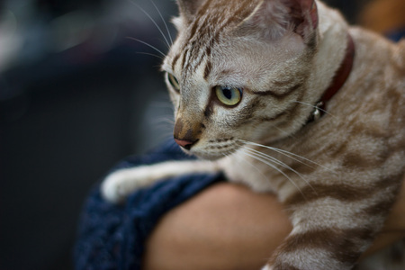 brown asian cat in embrace of woman in evening backgroundの写真素材