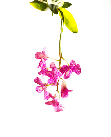 Tropical pink streaked orchid flower isolated white backgroundの写真素材