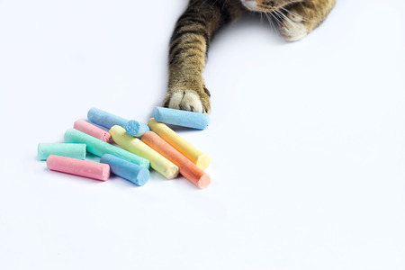 Cat touch colorful chalk scattered on a white backgroundの写真素材