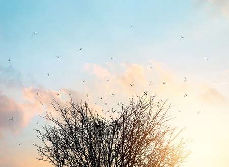 Dead tree transform into flying birds over the sky sunsetの写真素材