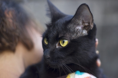 Yellow eyes of black cat on woman's shoulderの写真素材