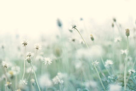 Summer abstract pastel color nature background with dry flower in the meadow, Soft and  blur, Filter imageの写真素材