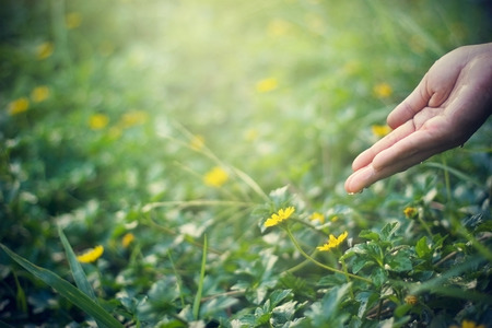 Hand nurturing and watering young plant on sunshine nature background, Vintage color toneの写真素材