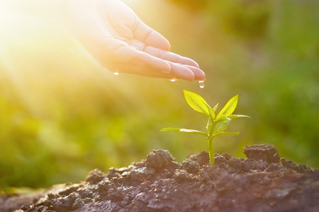 Hand nurturing and watering young plant on sunshine nature background, Vintage color tone, New Life concept