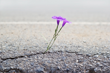 purple flower growing on crack street, soft focusの写真素材
