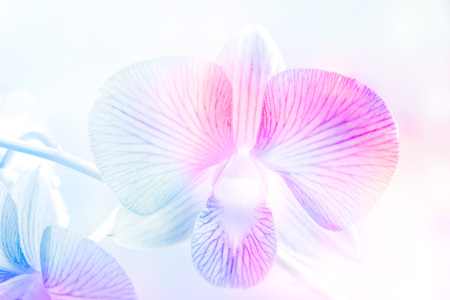 Colorful orchids, flower vibrant and pastel color tone conceptの写真素材