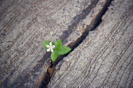 white flower growing on crack street, soft focus, blank textの写真素材