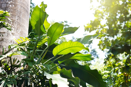 Tropical green plant of rain forest