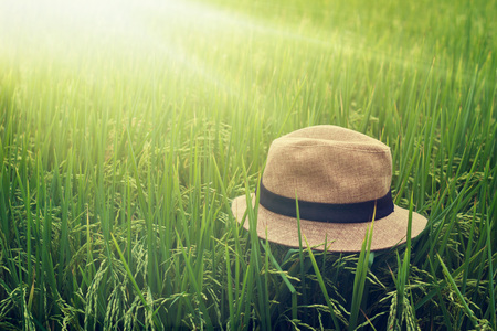 Summer straw hat on harvest paddy field, relaxing time while chilling out.の写真素材