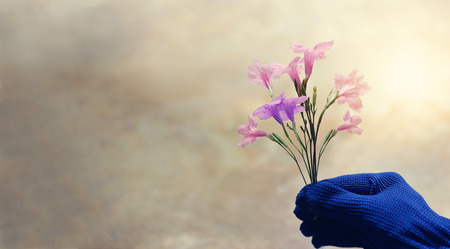 Pink and violet colorful flowers in the gardener hand on pastel background.の写真素材