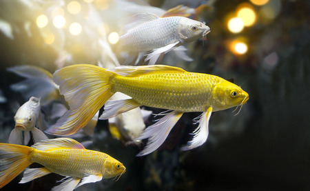 golden and silver colors fish group in an underwater caveの写真素材