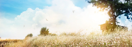 Summer flowers on meadow grass, beautiful and impressive scenery in countrysideの写真素材