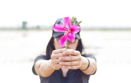Pink flower in hands of woman, rural backgroundの写真素材