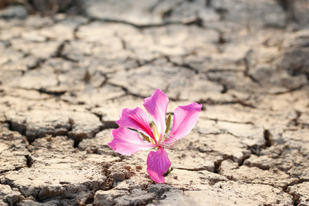 pink flower on crack ground backgroundの写真素材