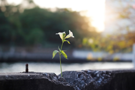 white flower growing on crack concrete barrier along the riverの写真素材