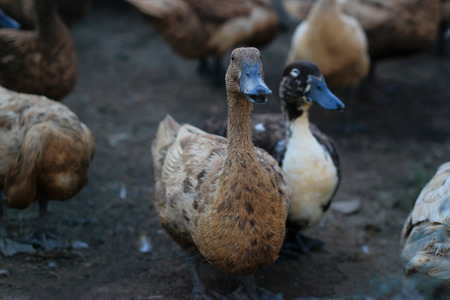 Asian ducks on the nature backgroundの写真素材