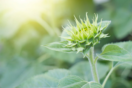 Young green flower on nature backgroundの写真素材