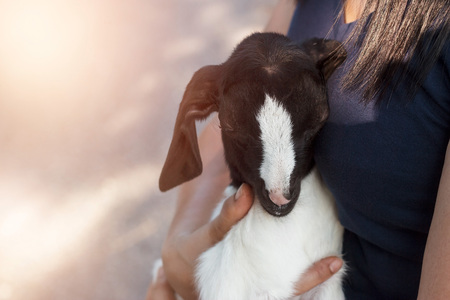 Woman carry and hug little goat on nature background