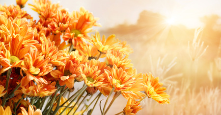 Beautiful flower of bright yellow chrysanthemum blooming in the field of sunny summer day with pastel grass landscape background.の写真素材