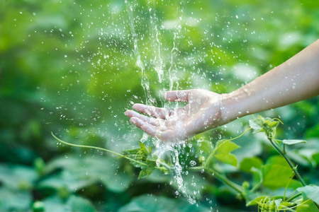 Water pouring in woman hand on nature background, environment issuesの写真素材