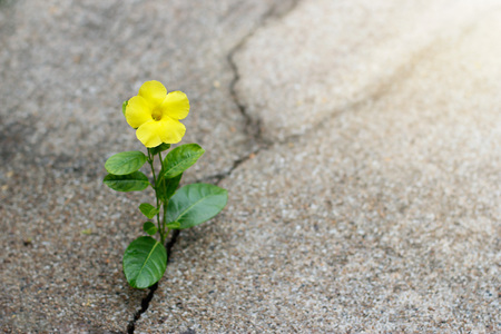 Yellow flower growing on crack street, hope concept