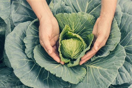 Organic vegetables in hands. Farmer holding and harvested fresh savoy cabbage harvested on the garden backgroundの写真素材